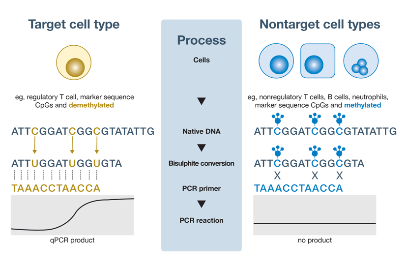 Assay principle for epigenetic cell counting