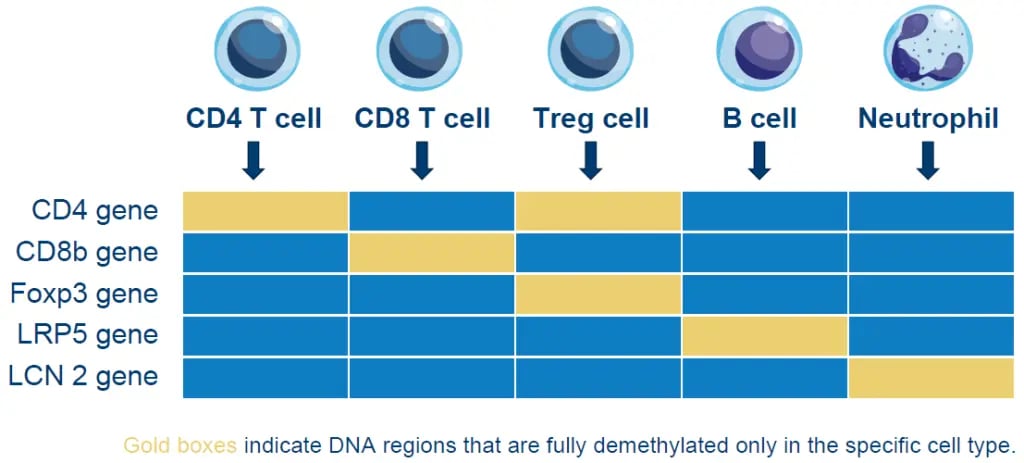 Epigenetic Cell Counting-1