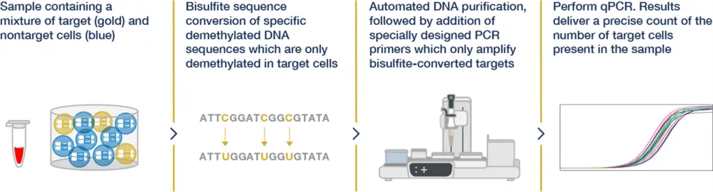 Epigenetic Cell Counting