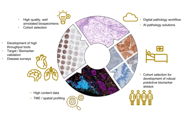 PFM-Figure-6.-The-pivotal-role-of-high-quality-biospecimens-throughout-the-continuum-of-development-593x366 (1)