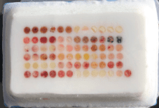 Frozen-tissue-microarray