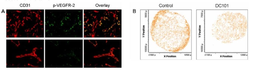 laser-generated-immunofluorescent-images-CD31-1024x276-1